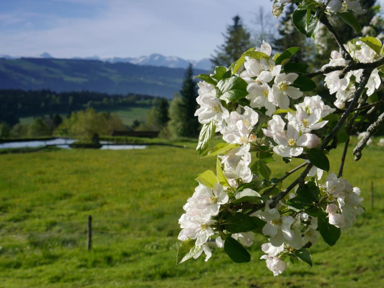 Hotel Alpenrose Gut Schlafen & Fruehstuecken 沙伊代格 外观 照片